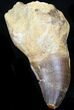 Partially Rooted Mosasaur (Prognathodon) Tooth #32227-1
